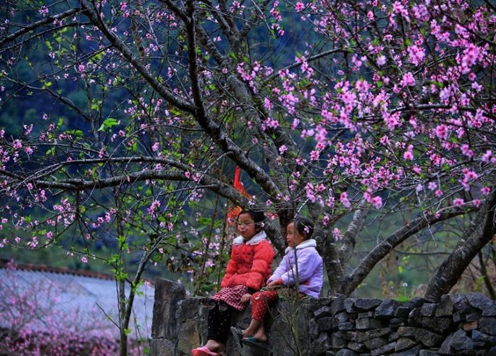Bốn mùa Hà Giang - Mùa xuân muôn hoa đua nở.
