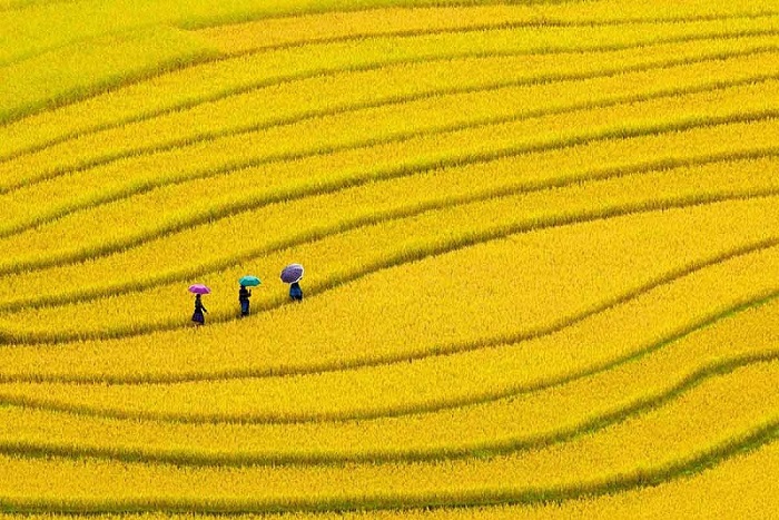 Mùa lúa chín ở Hà Giang có gì đẹp?