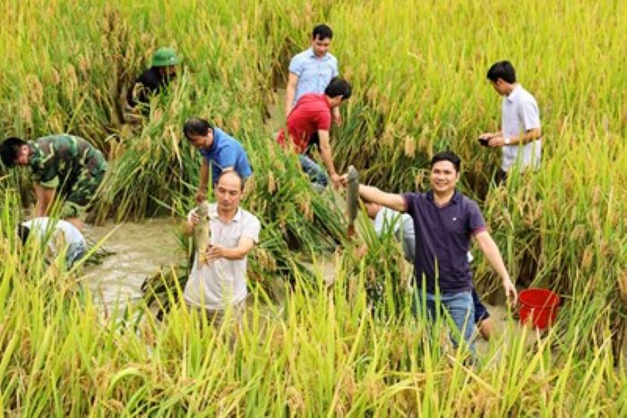 Nội dung chương trình tuần văn hóa du lịch qua miền di sản ruộng bậc thang hoàng su phì năm 2024.