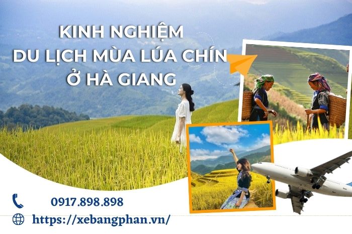 Du lịch mùa lúa chín ở Hà Giang - Kinh nghiệm bạn cần biết.