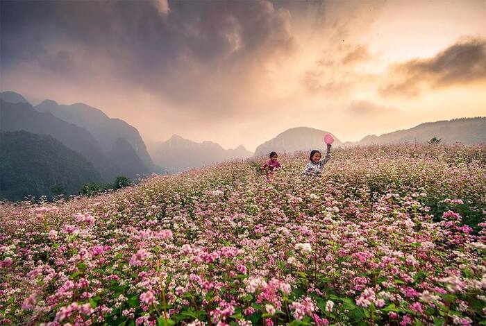 Hoa tam giác mạch ở Hà Giang