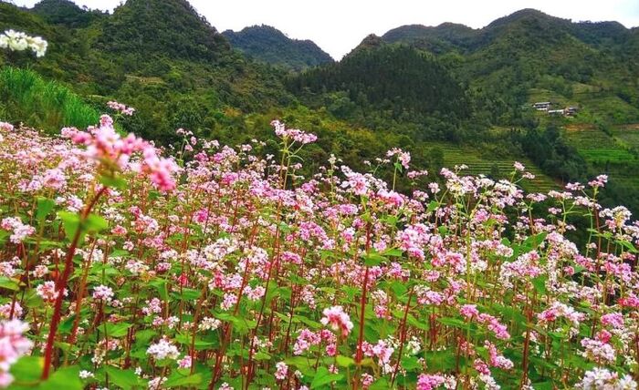 Thiên nhiên Hà Giang tháng 11