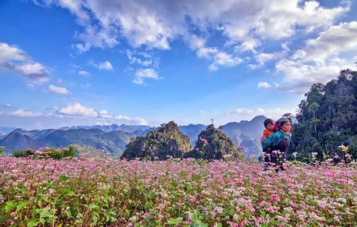 Hoa tam giác mạch nở vào tháng 10.