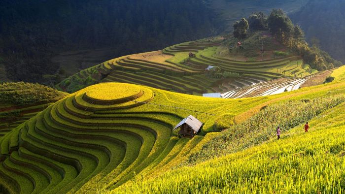 Ruộng bậc thang Hồ Thầu mùa lúa chín. 