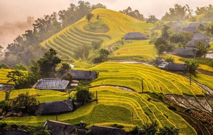 Ruộng bậc thang Nậm Tý trong mùa lúa chín. 