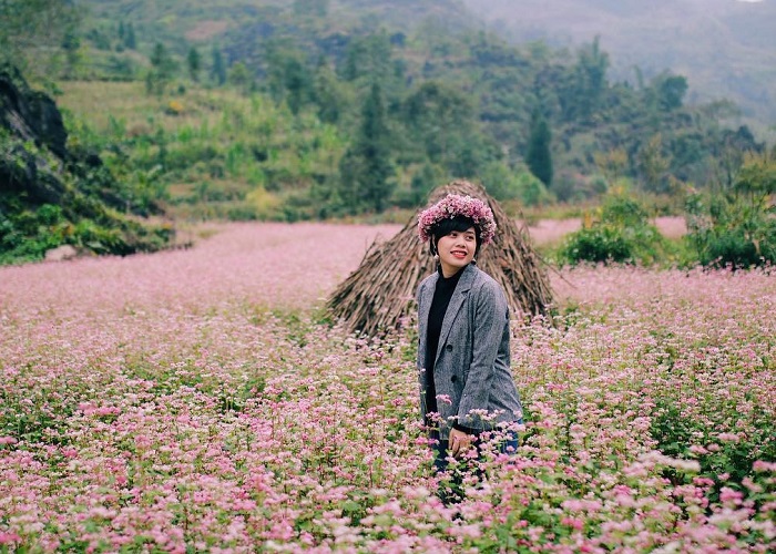 Hoa tam giác mạch ngày đông ở Hà Giang.