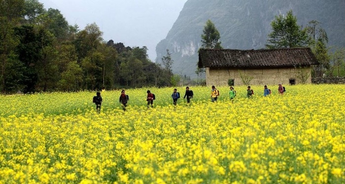 Cánh đồng hoa cải vàng ở Hà Giang mùa đông.