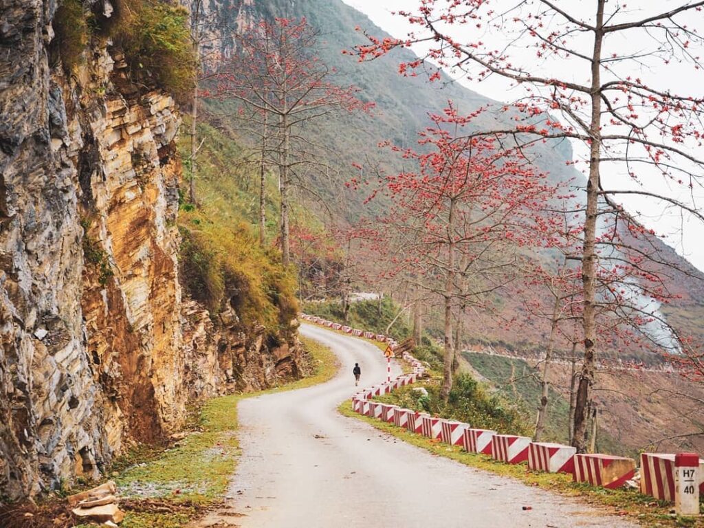 Hoa gạo Hà Giang nở rộ khắp những cung đường đèo
