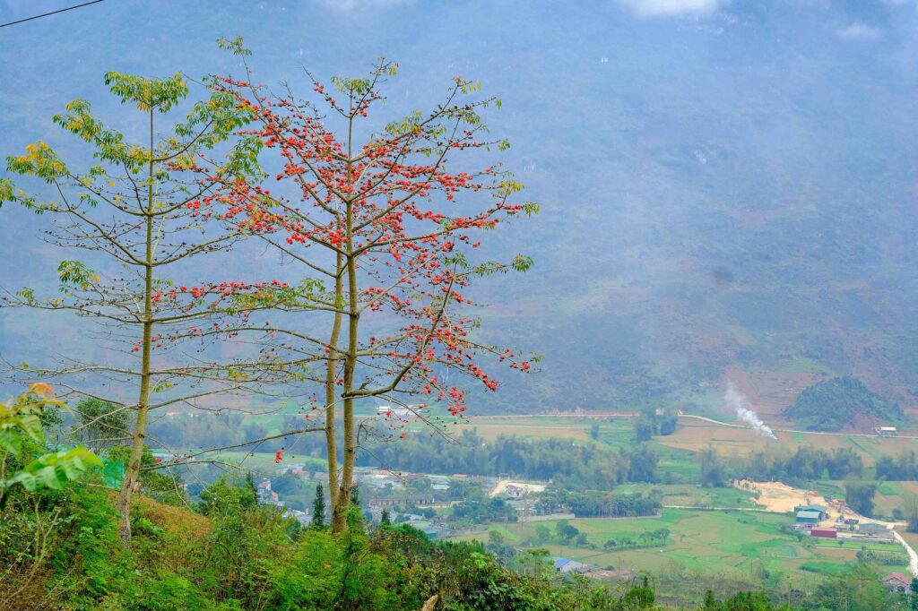 Chiêm ngưỡng trọn vẻ đẹp hoa gạo Hà Giang