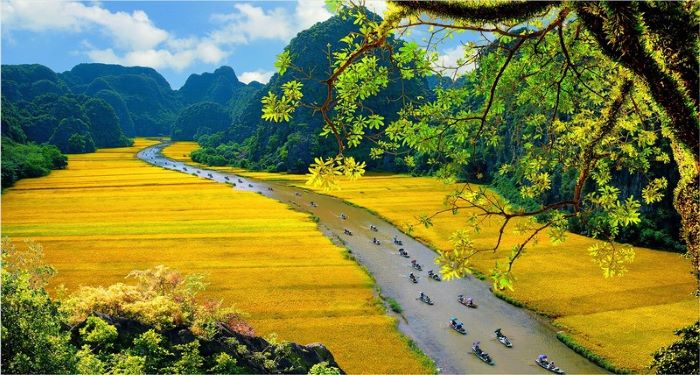 Thời điểm Ninh Bình bước vào mùa lúa chín.