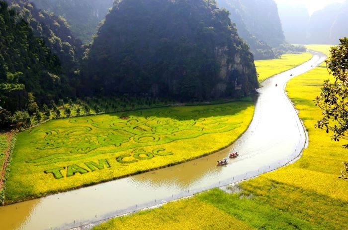 Vẻ đẹp mùa lúa chín Ninh Bình.