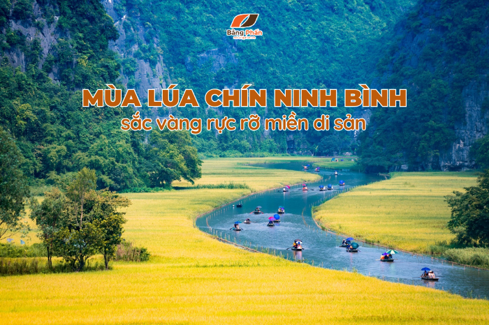Mùa lúa chín Ninh Bình - Mùa vàng giữa lòng di sản.